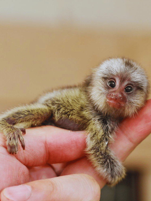 Top 10 Small Animals In The World